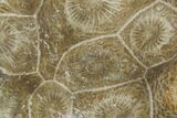 Polished Fossil Coral (Actinocyathus) - Morocco #100611-1